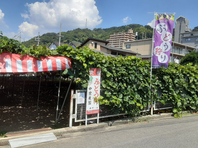 柏原駅から徒歩15分安堂駅から徒歩10分駅から歩いて来れます!_中野(中宗)農園(柏原市観光ぶどうセンター太平寺支部)