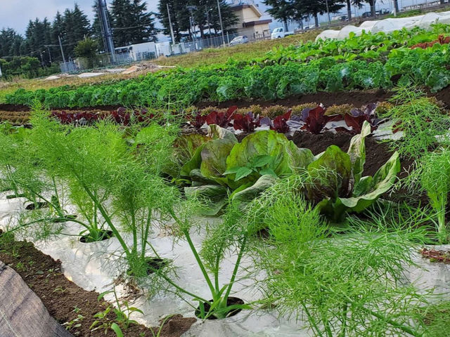 カラフル野菜の小山農園