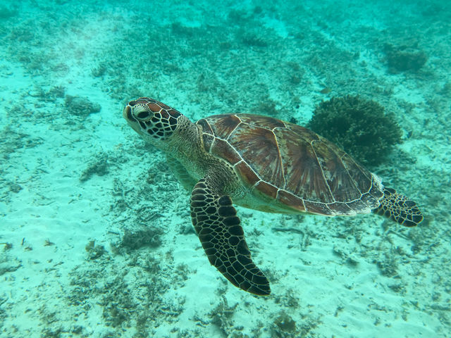 イダの浜のウミガメ。
イダの浜に行くツアーではかなりの高確率でウミガメと出逢えます!_マヤグスクツアー