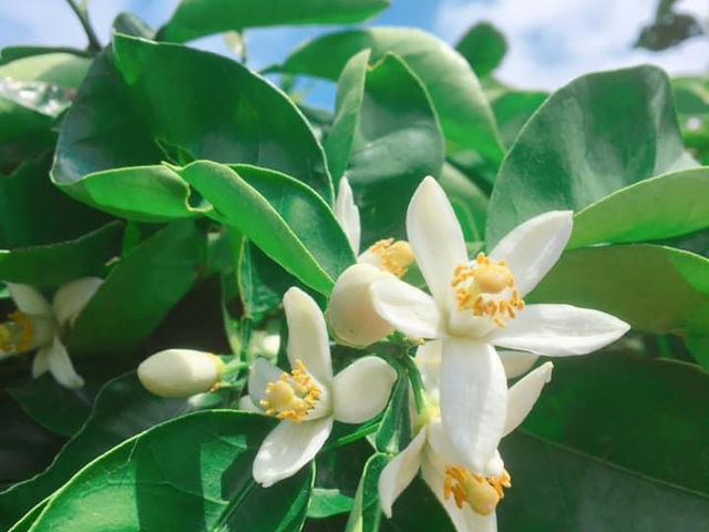 5月に白いみかんの花が咲きます
甘くて癒される香りに包まれます_ダイマル農園