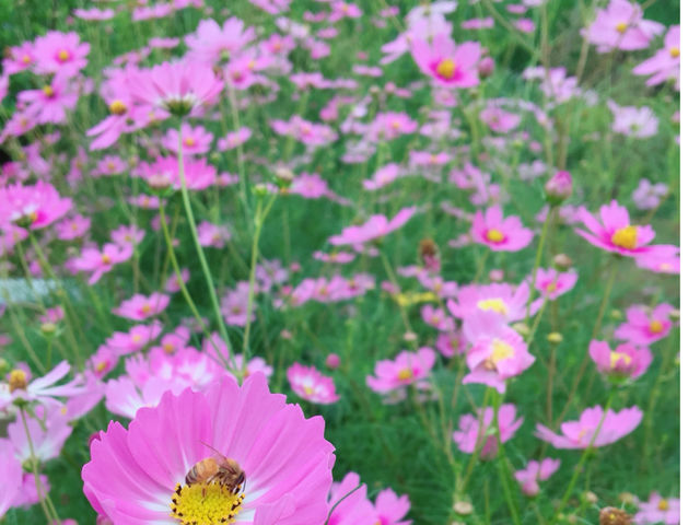 おばあちゃんはお花が大好きで一年中いろんなお花を育ててます_ダイマル農園