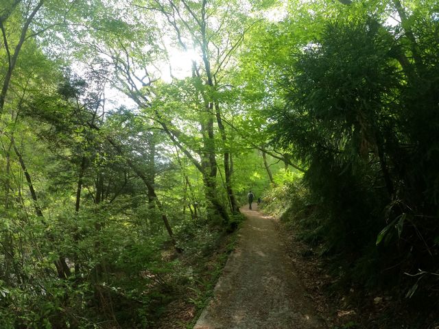 木々の木漏れ_Drops 三段峡ネイチャーツアー