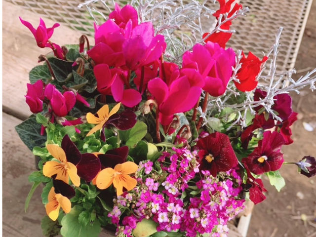 季節の花苗で作る寄せ植え体験_Greenlife Yoshimura