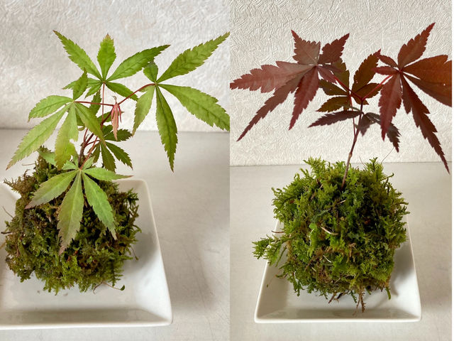 もみじの苔玉は、秋には紅葉、春には新緑が楽しめて人気です。(入手可能な時期がありますので、ご希望のかたはお問い合わせくださいね)_和ごころまなび華教室