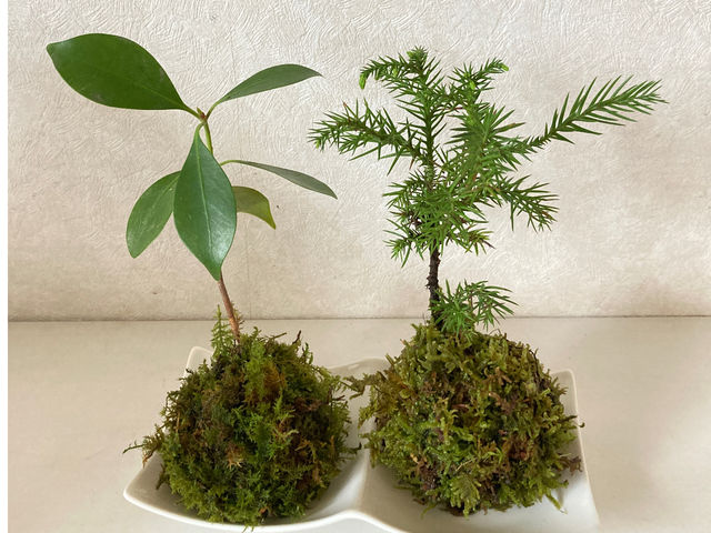 スギやシキビ、ヒノキの赤ちゃんも苔玉に_和ごころまなび華教室