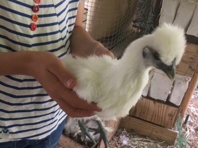 珍しい烏骨鶏にもふれあえます。_亀成園