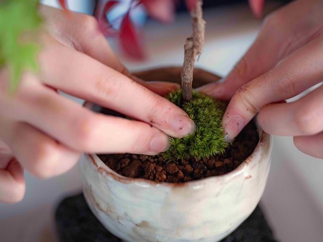 苔は実際に触ってると丈夫であること実感します。初めての方も安心して扱うことできます。_「かじゅある盆栽」づくりワークショップ