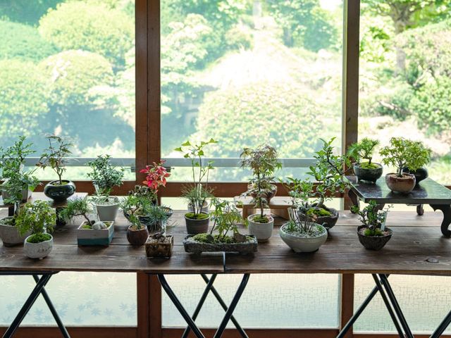 会場の傍らには完成サンプルがあります。ご自身の作品完成イメージを固める参考にされる方も多いです。_「かじゅある盆栽」づくりワークショップ