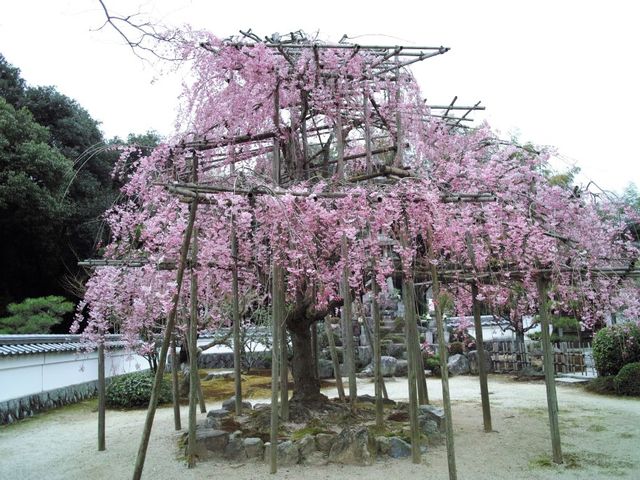 虎渓山 保寿院