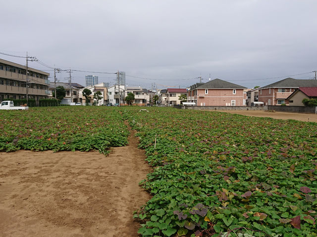 三富農園