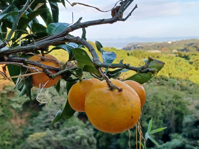 飯島みかん園