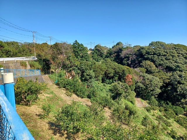 広々としたミカン園です。駐車場からすぐみかん園です_飯島みかん園