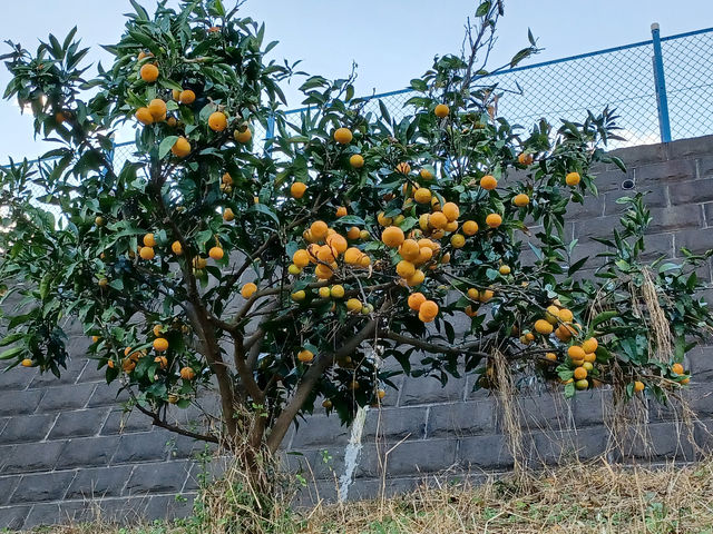 飯島みかん園