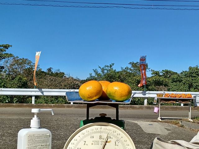 空の青さにみかんが映える_飯島みかん園