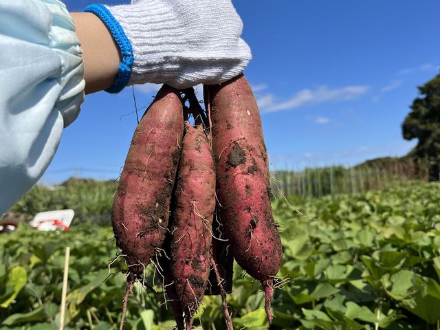 進藤農園の写真1