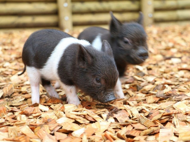 牧場エリアでは餌あげ体験も可能です_pignic farm&cafe