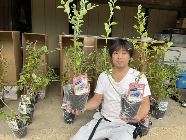 苗木販売もしてます!育て方教えます!_藤崎ブルーベリーファーム