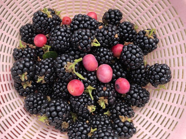 ブラックベリーもあります♪_藤崎ブルーベリーファーム