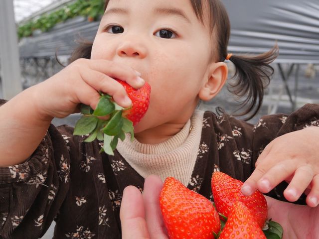 かもめファーム