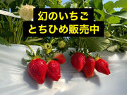 Rossa berryの写真4