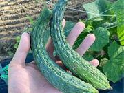 KABA FARMの写真4