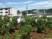 吉本ブルーベリー園の写真3