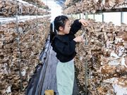 八ヶ岳エナジーファーム いちご畑としいたけの森の写真4