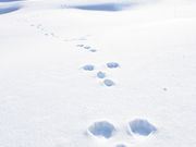 一般社団法人湯本森・里研究所の写真4