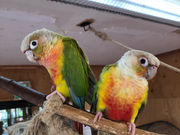 深谷花鳥カフェの写真3