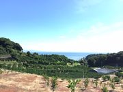 山本農園の写真3