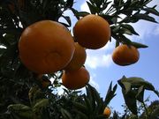 山本農園の写真4