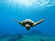 CHURA宮古島の写真2