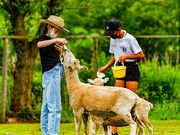 袖ヶ浦ふれあいどうぶつ縁の写真4