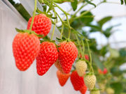 ITADAKI FARM OGORI(いただきいちご園)の写真4