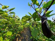 HeartichFarm ハーティッチファームの写真2