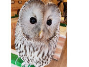 フクロウカフェ ピグミーの写真4