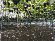 中野(中宗)農園(柏原市観光ぶどうセンター太平寺支部)の写真4