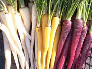 カラフル野菜の小山農園の写真3