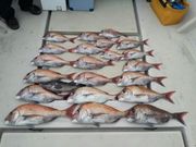 SEASTONEの写真3