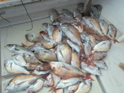 SEASTONEの写真4
