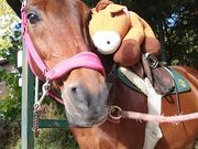 乗馬クラブクレイン恵那の写真2
