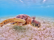 ちゃこたびの写真3