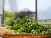 ヒロシ農園 千葉県市原市パクチー専門農家の写真3