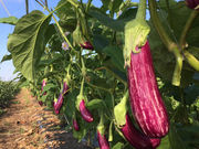 みぶマルヨシ農園の写真3