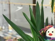 花花花feiの写真2