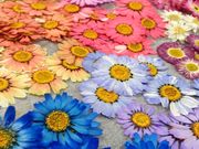 花花花feiの写真4