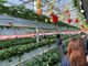 ITADAKI FARM OGORI(いただきいちご園)の写真4