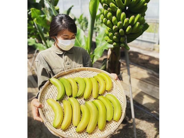 木更津の里山の自然を活かし、皮まで安心して食べられるバナナを育てています!!_木更津ファーム