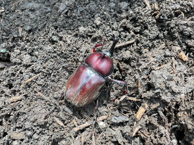 カブトムシもバナナの成長をお手伝い!?_木更津ファーム
