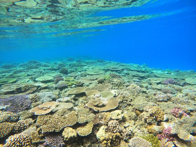 Diving Shop Nalu
